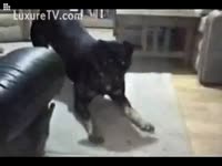 [ Beast XXX ] Horny doggy riding a lady's cunt